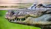 alligator