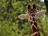 World Giraffe Day