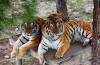 tigers temple